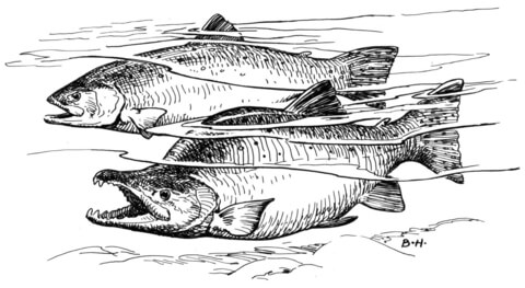 Pink Salmon Coloring Page